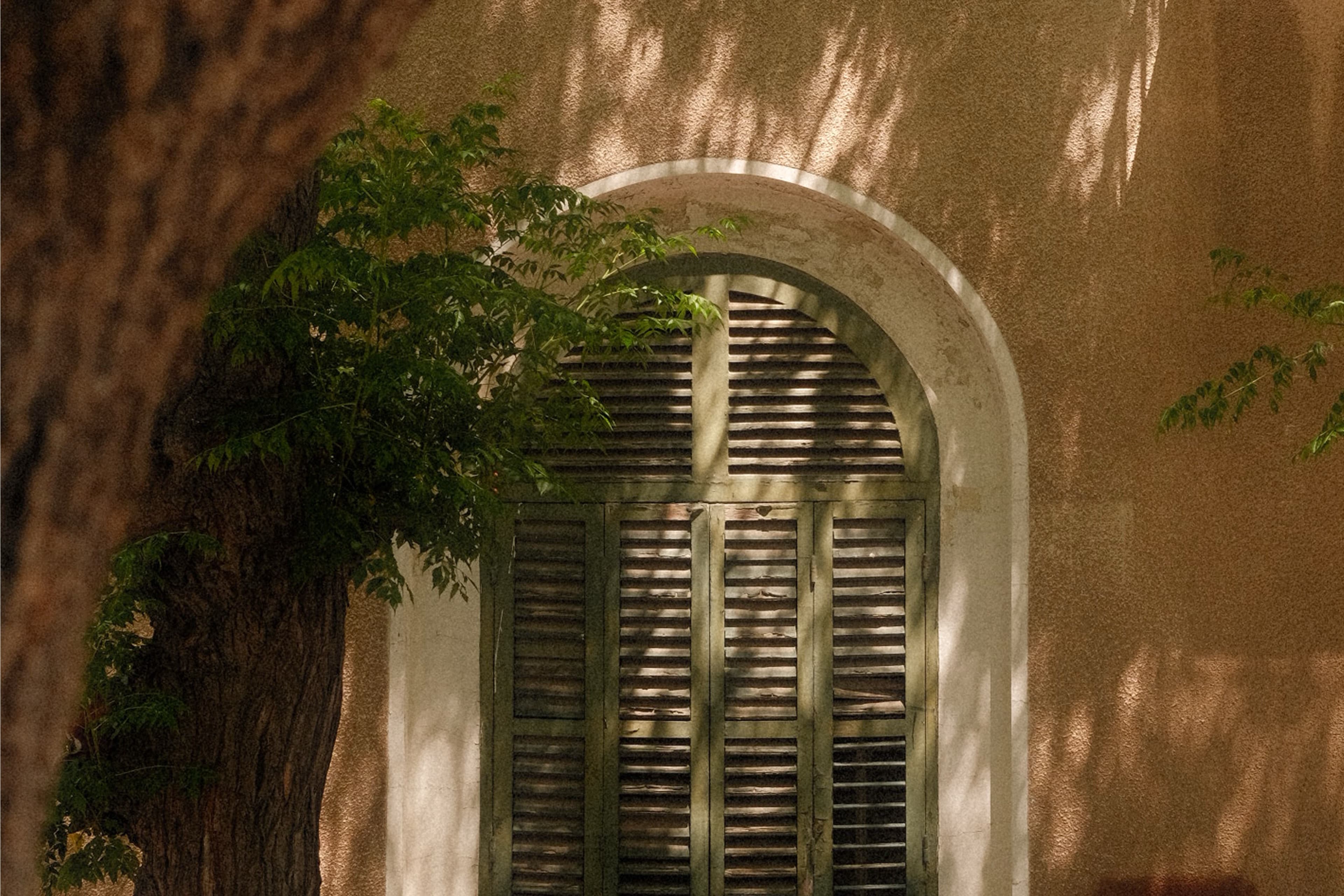 Weathered green shutters behind a courtyard tree, morning light dappled across the plaster