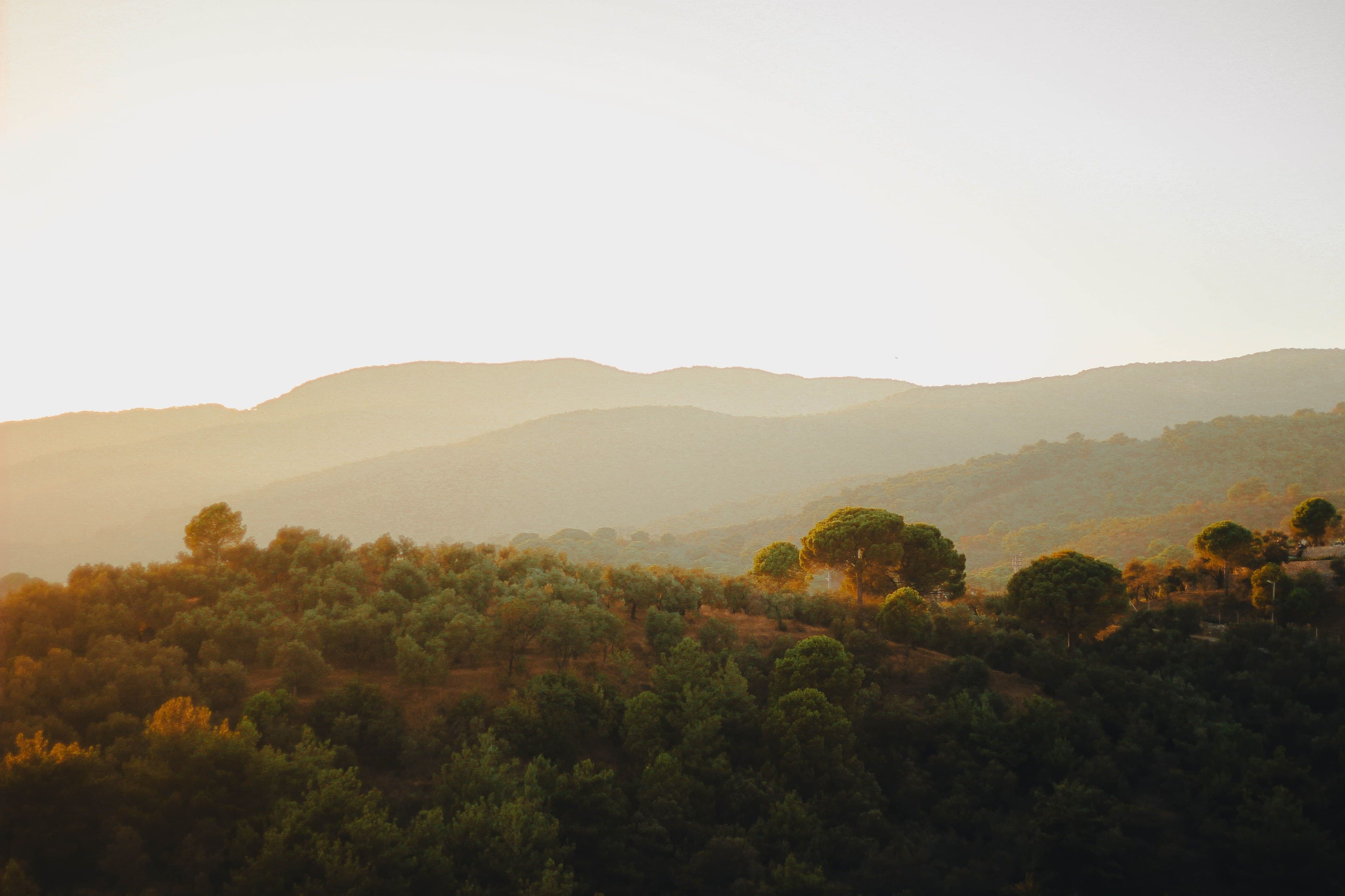 Layered hills above olive and pine groves, seen from height in early morning light